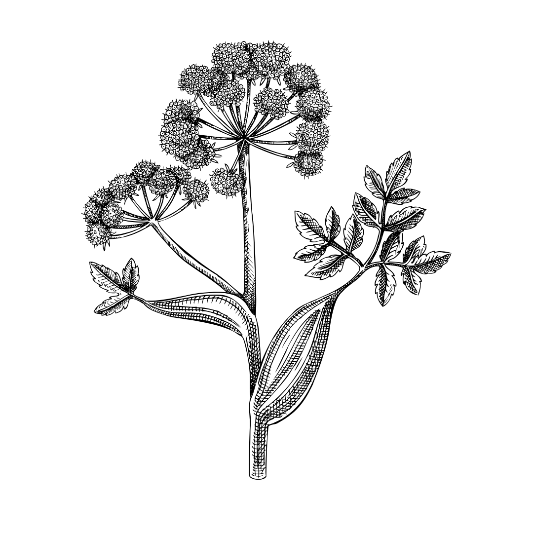 Black and white illustration of Angelica Root on a white background