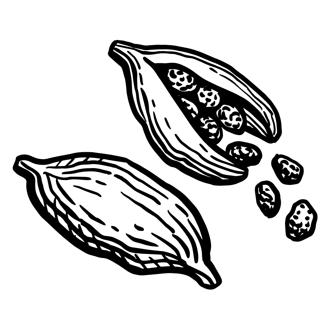 Black and white illustration of cardamom pods on a white background