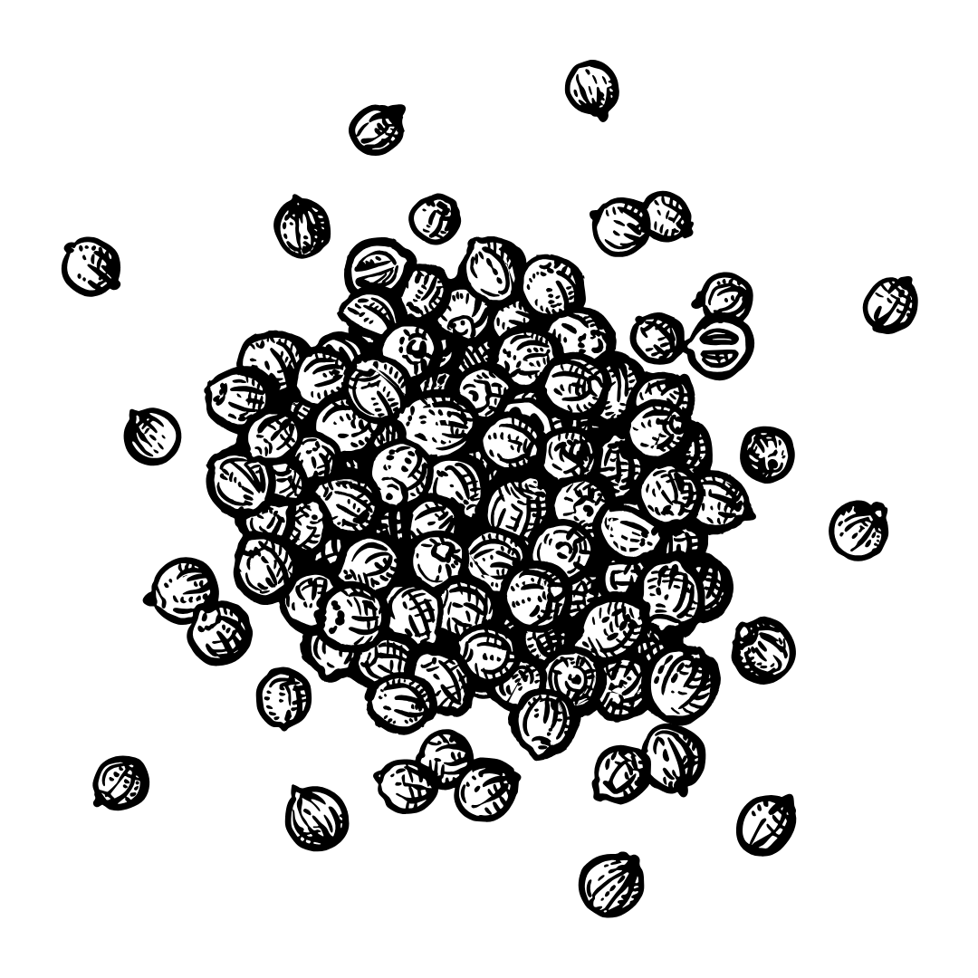 Black and white illustration of a pile of coriander seeds.