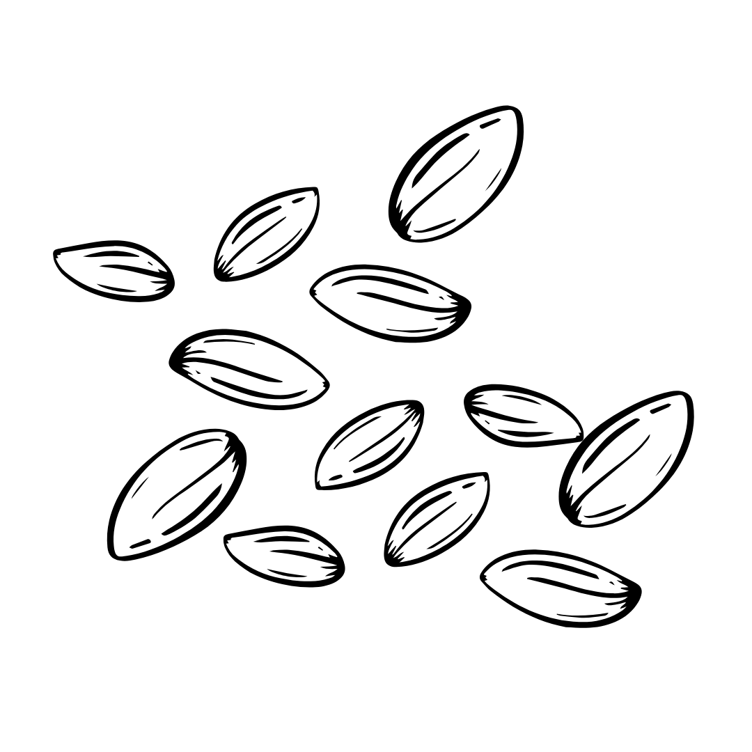 Black and white illustration of fennel seeds scattered on a white background