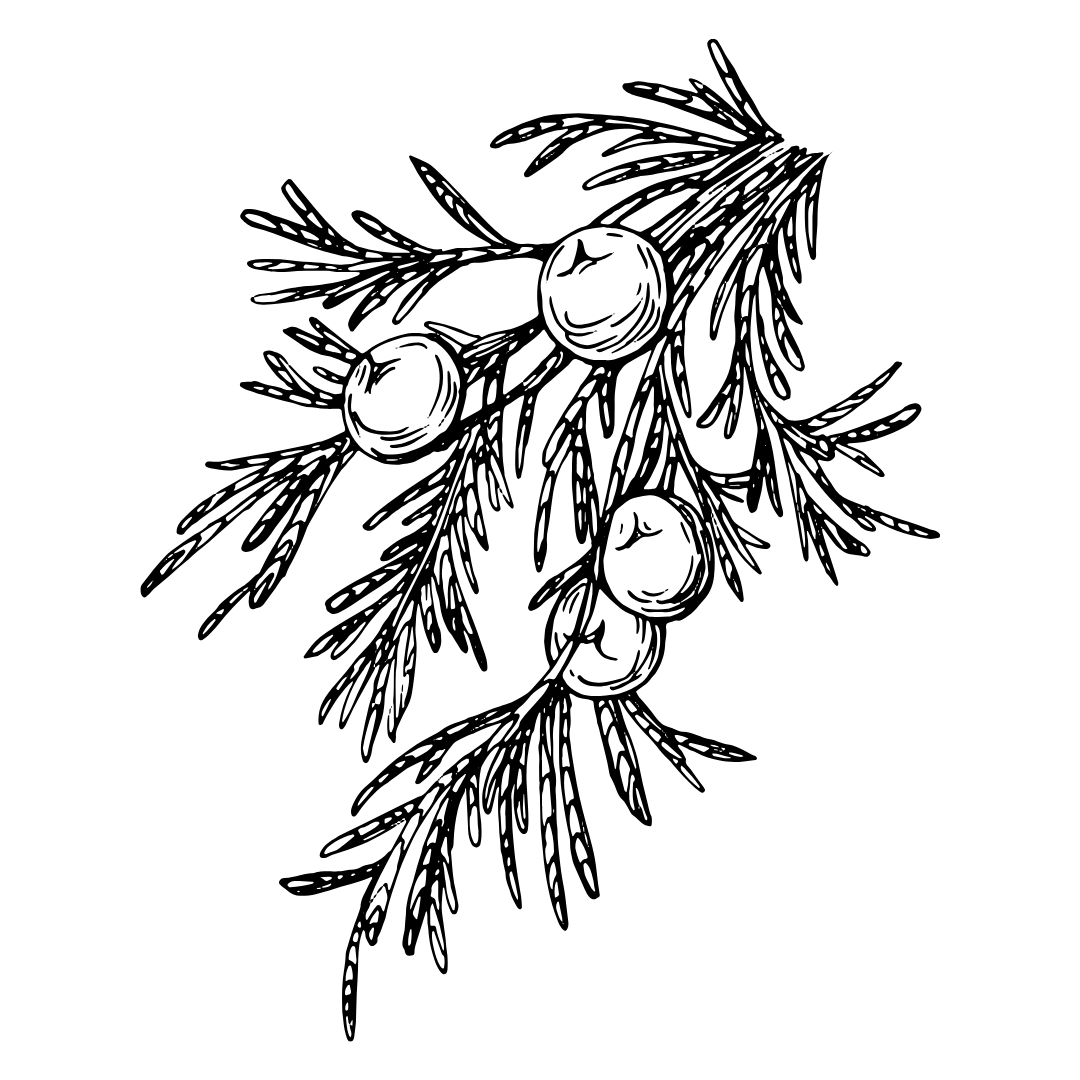 Black and white line drawing of a Juniper berries